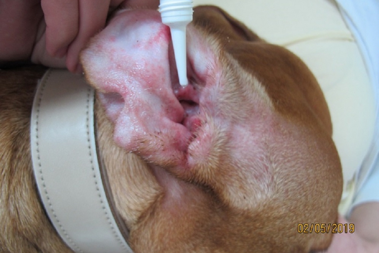Tipps zur Behandlung Ohrinfektionen Kleintierpraxis Roth